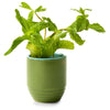 Modern Sprout In The Weeds/Mint Garden Vibes Candle/Planter